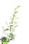 Wormwood plant