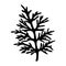 Wormwood plant. Vector stock illustration eps10. Isolate on white background, outline, hand drawing.
