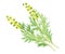 Wormwood or Southernwood Plant with Feathery Leaves and Small Yellow Flowers Vector Illustration