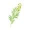 Wormwood or Southernwood Plant with Feathery Leaves and Small Yellow Flowers Vector Illustration