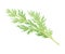 Wormwood or Southernwood Plant with Feathery Leaves Vector Illustration