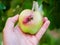 Wormy apple in the hand. Man holding a spoiled apple with a caterpillar inside, closeup shot. rotten