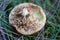 Wormy boletus mushroom. White fungi with worms