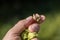 wormy hazelnut in hand, large caterpillar in hazelnut, nut harvest.