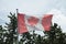 worn and faded canadian flag blowing in wind on flag pole with pines trees