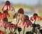 Worn and faded petals of the Coneflower at the end of the growing season. Bright pink color still clings to a few flowers
