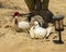 Worn iron hen and rooster sculpture at the Sol de Mayo Ecological ranch, part of the Sierra de La Laguna Biosphere Reserve.