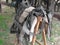 Worn leather horse bridles and bits hanging on wooden fence