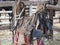 Worn leather horse bridles and bits hanging on wooden fence