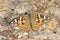 A worn Painted Lady butterfly, resting on the path in the sunshine.