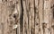 Worn Telephone Pole Texture and Background