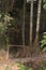 A worn, wood bridge on a hiking trail in the Amazon Rainforest in Tambopata, Peru, at dusk