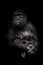 Worried mother is a threat from the outside. Gorilla monkey mother  nurses her little baby infant, cute scene. isolated black