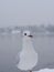 worried Seagull standing on shore of the reservoir at the first snow