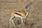 A worried springbock monitors the environment in the savannah in Tanzania