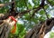 Worship with colored ribbons at the holy banyan tree