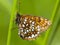 Woudparelmoervlinder, False Heath Fritillary, Melitaea diamina