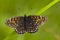 Woudparelmoervlinder, False Heath Fritillary, Melitaea diamina