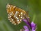 Woudparelmoervlinder, False Heath Fritillary, Melitaea diamina