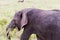 Wounded African elephants Loxodonta africana eating