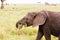 Wounded African elephants Loxodonta africana eating