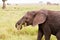 Wounded African elephants Loxodonta africana eating