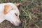 wounded dog sleeping on grass