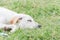 Wounded dog sleeping on green grass