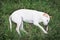 Wounded dog sleeping on green grass