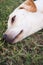 wounded dog sleeping on green grass