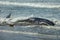 Wounded dying humpback whale grounding in the coast in Basque Country