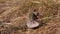 Wounded Green Lizard Sits in Dry Grass in a Deciduous Forest