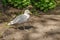 Wounded gull, white bird