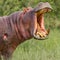 Wounded Hippopotamus, Roaring