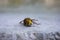 Wounded Hornet on Concrete Slab