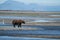 Wounded injured Alaskan Coastal Brown Bear grizzly