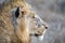 Wounded male lion in kruger park south africa