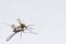 Wounded mosquito creeps from danger on a white background close-up, copy space