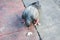 Wounded one leg pigeon walking on path beside street