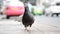 Wounded one leg pigeon walking on path beside street