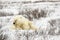 Wounded polar bear sleeping in willows