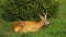 The wounded roe deer lies on the green grass. Rehabilitation center.