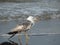 A wounded seagull cannot take off