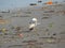 A wounded seagull among the trash on the Indian coast
