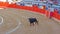 Wounded Spanish fighting bull in the bullfighting arena