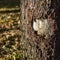 Wounded tree in local park