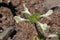 `Woundwort` flowers -  Stachys Discolor