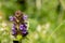Woundwort prunella vulgaris flower