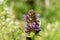 Woundwort prunella vulgaris flower