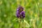 Woundwort prunella vulgaris flower